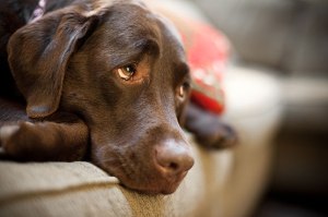 dog-looking-anxious-on-the-sofa1
