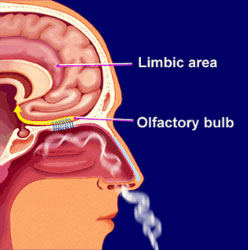 olfactory bulb